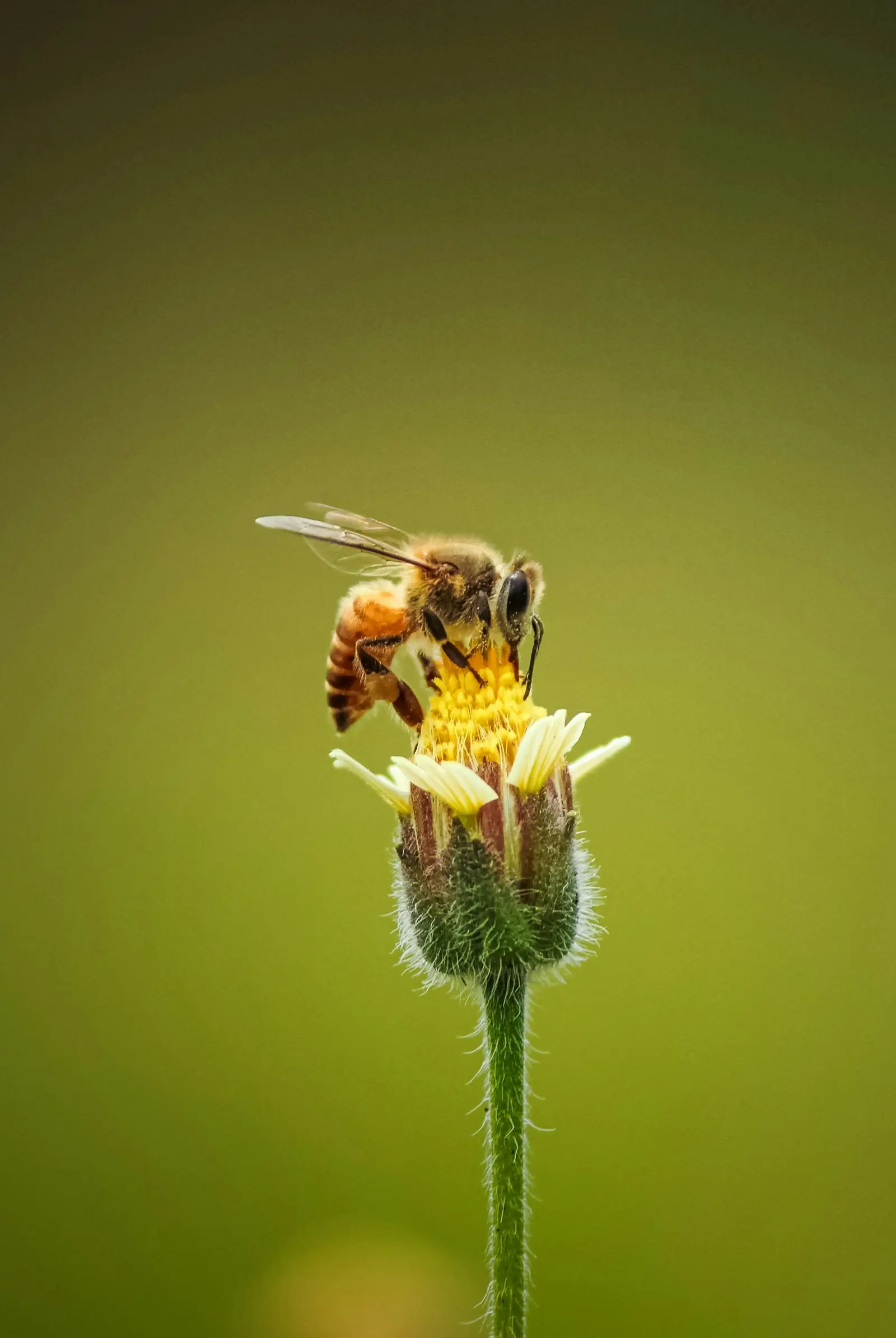 Abeja recolectando néctar de flor silvestre de Yucatán